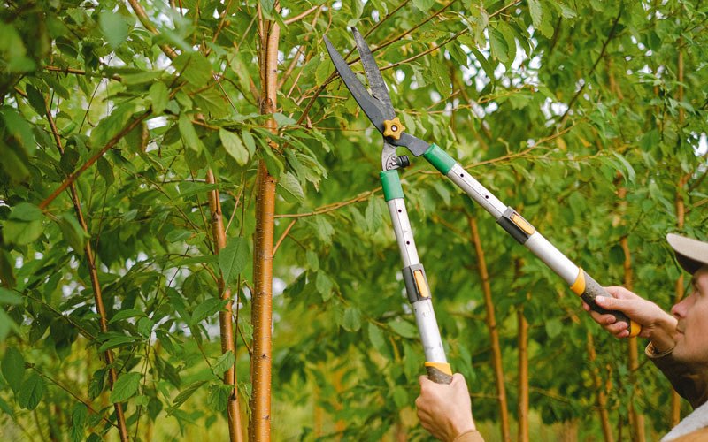 Tree trimming in Carpentersville, IL